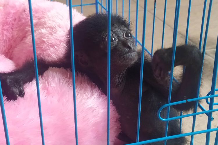 Seekor Owa Siamang (Symphalangus syndactylus) yang dipelihara oleh Bupati Badung Nyoman Giri Prasta saat berada di Kantor BKSDA Bali, Rabu (15/9/2021). 