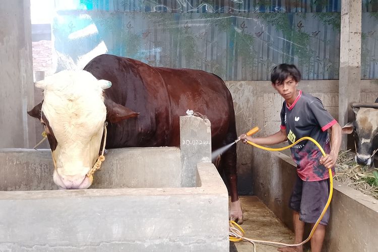 Sapi Seberat 1,1 Ton dari Kendal Terpilih Jadi Hewan Kurban Presiden, Harga Rp 122 Juta