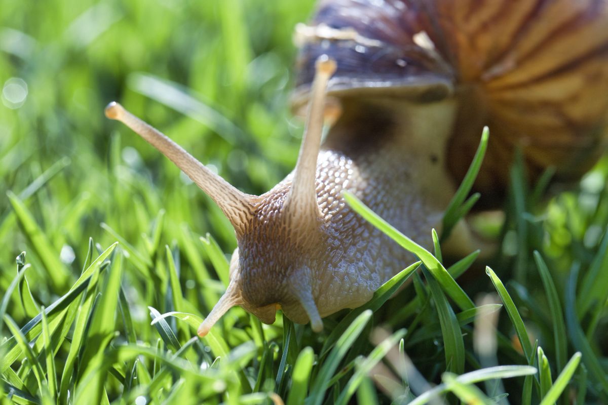 Siput, salah satu hewan mollusca