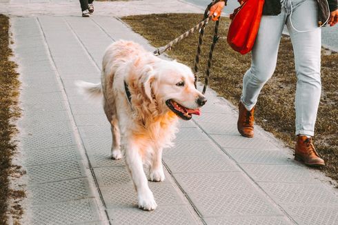 5 Alasan Anjing Peliharaan Perlu Diajak Jalan-jalan Rutin