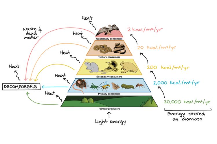 Aliran energi pada rantai makanan di mana energi berpindah dari suatu tingkat trofik ke tingkatan trofik lainnya sembari emngalami pengurangan