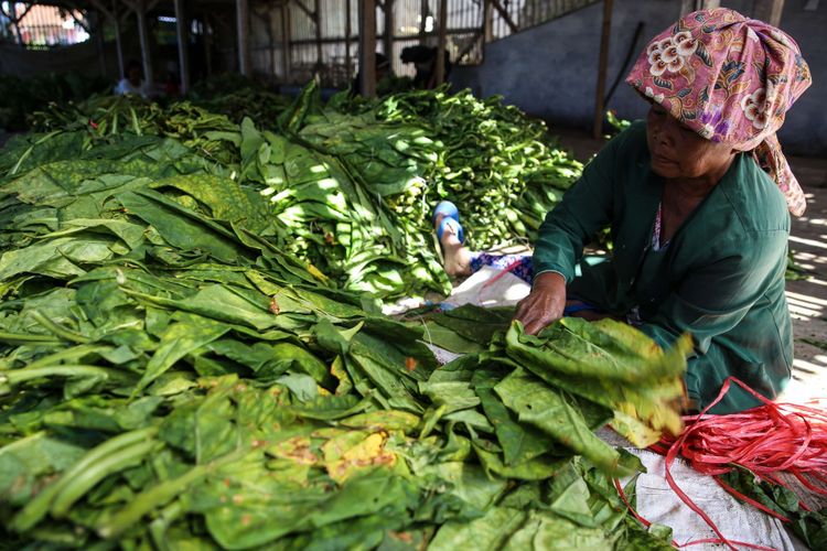 Pekerja memilah daun tembakau sebelum dijemur di Kampung Cikendi, Kecamatan Tarogong Kaler, Kabupaten Garut, Jawa Barat, Kamis (26/7/2018). Tembakau merupakan salah satu komoditas pertanian utama di kasawan kaki Gunung Putri, sasaran pasar tembakau di antaranya Jawa tengah dan Jawa Timur.