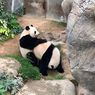 Di Tengah Lockdown Virus Corona, 2 Panda di Hong Kong Ini Kawin