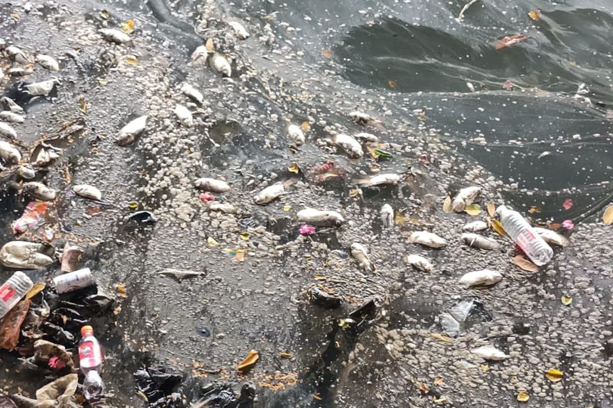 Ikan-ikan di kali Ancol Pademangan, tepatnya di pintu air Flushing Ancol di Jalan RE Martadinata tiba-tiba mati pada Senin (29/3/2021).