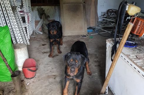 Diserang 4 Anjing Rottweiler, Pria Ini Tewas Kehabisan Darah