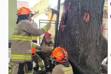 Viral Video Pohon Berasap di Kota Bandung, Bagaimana Ceritanya?