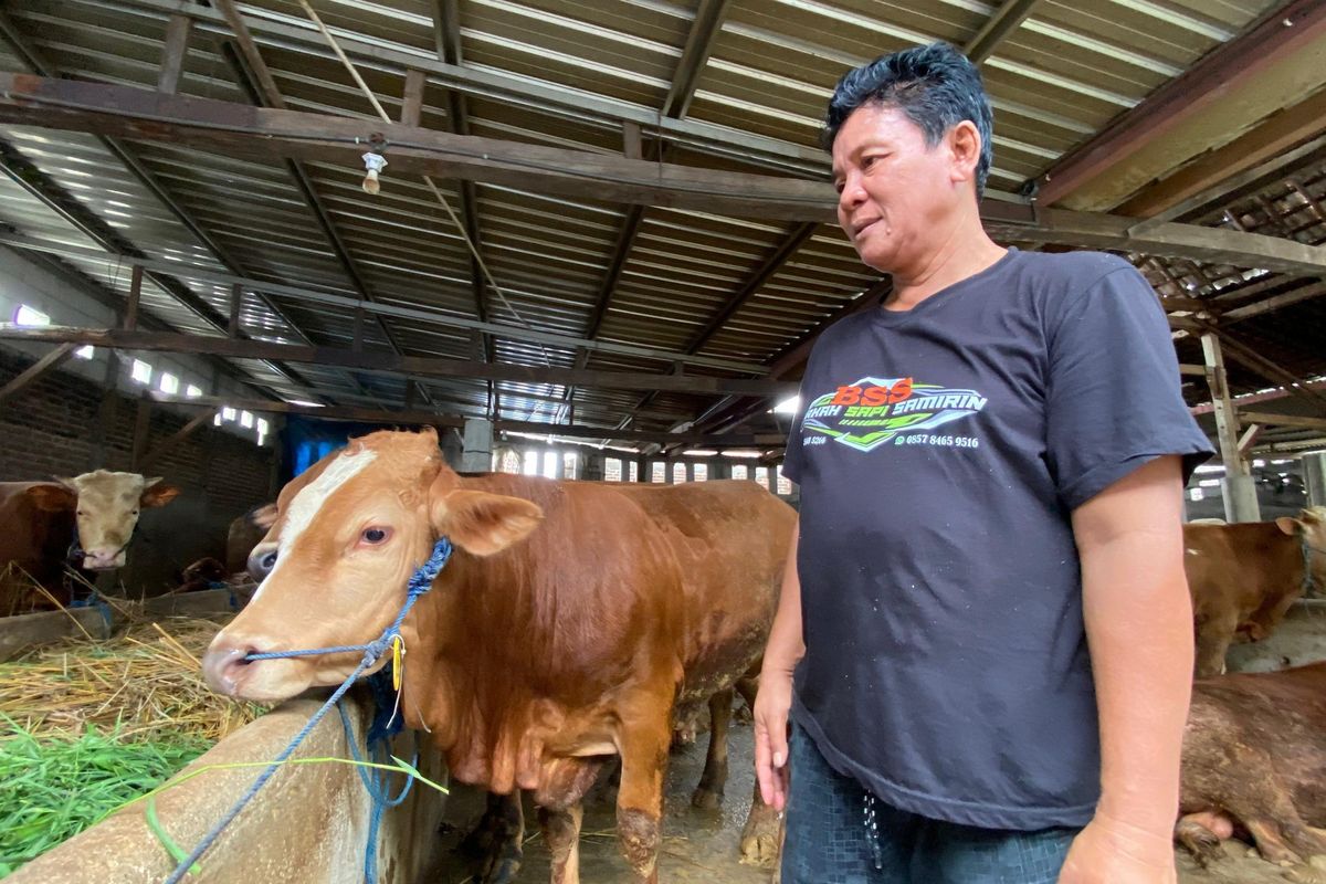 JUAL SAPI-- Samirin, peternak sapi asal Desa Sidorejo, Kecamatan Wungu, Kabupaten Madiun, Jawa Timur menunjukkan sapi yang dijual sebagai hewan kurban. 