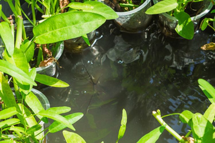 Ilustrasi menanam kangkung aquaponik