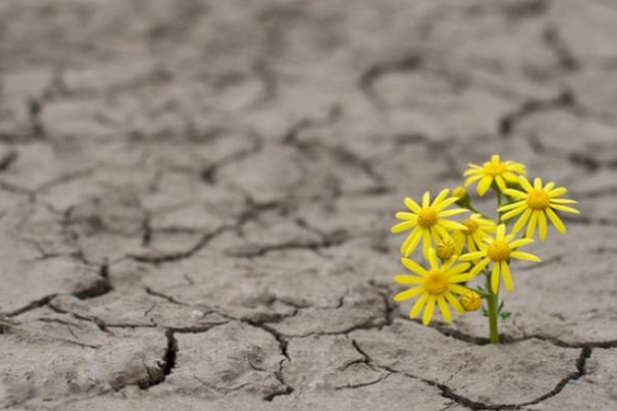 ilustrasi kekeringan.
