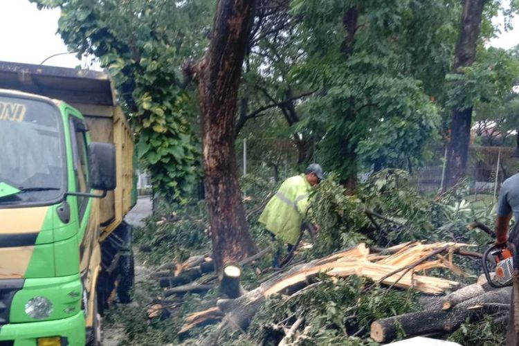 Salah satu pohon tumbang di kawasan Kembangan, Jakarta Barat, Jumat (17/12/2021). 