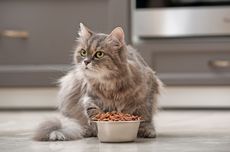 Amankah Memberikan Makanan Kering yang Dibekukan untuk Kucing?