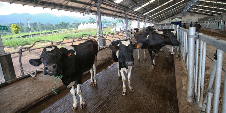 Suasana kandang sapi perah Desa Susu (Dairy Village), Ciater, Jawa Barat, Selasa (11/12/2018). Peternakan sapi perah mandiri modern dan berkelanjutan pertama di Indonesia ini merupakan kerjasama Frisian Flag Indonesia dan Koperasi Peternak Sapi Bandung Utara Lembang.