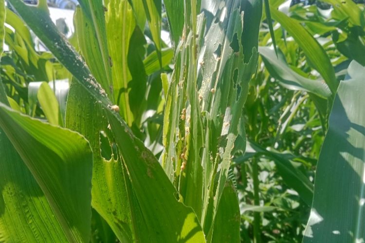 Tanaman jagung di Desa Wodamude, Kecamatan Magepanda, Kabupaten Sikka terserang hama ulat grayak