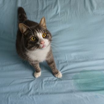 Ilustrasi kucing kencing di tempat tidur.