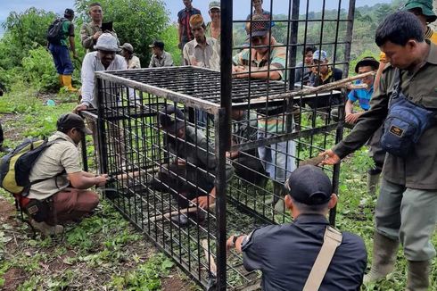 Konflik Harimau Vs Manusia di Sumsel, Gubernur Minta Harimau Ditangkap
