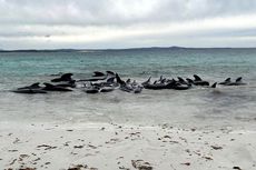 51 Paus Pilot Mati Terdampar di Pantai Australia Barat