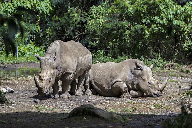 Taman Nasional Ujung Kulon merupakan habitat bagi hewan langka badak jawa. 