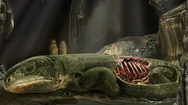 Fosil Reptil 289 Juta Tahun Ungkap Asal-usul Cara Mamalia Bernapas