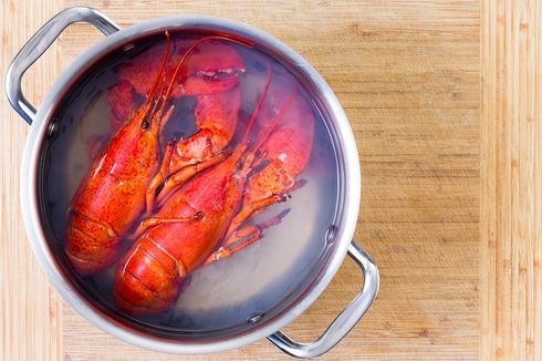 Restoran di AS Pakai Mariyuana untuk Bius Lobster yang Akan Dimasak 