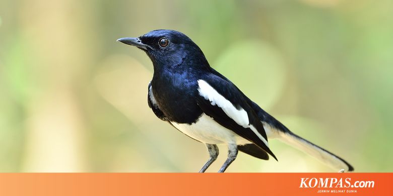 Apa Keistimewaan Burung Kacer Hingga Bernilai Jual Ratusan Juta