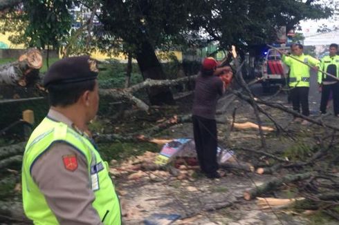 Pengendara Sepeda Motor Tewas Tertimpa Pohon Tumbang 