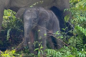 Lahir di Tengah Ancaman Kepunahan, Anak Kelima Gajah Ria Menambah Harapan di Tesso Nilo