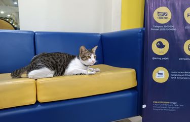 Intip Keseharian Soleh, Kucing "Pegawai" Kantor Pajak Serpong yang ...