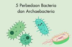 5 Perbedaan Bacteria dan Archaebacteria