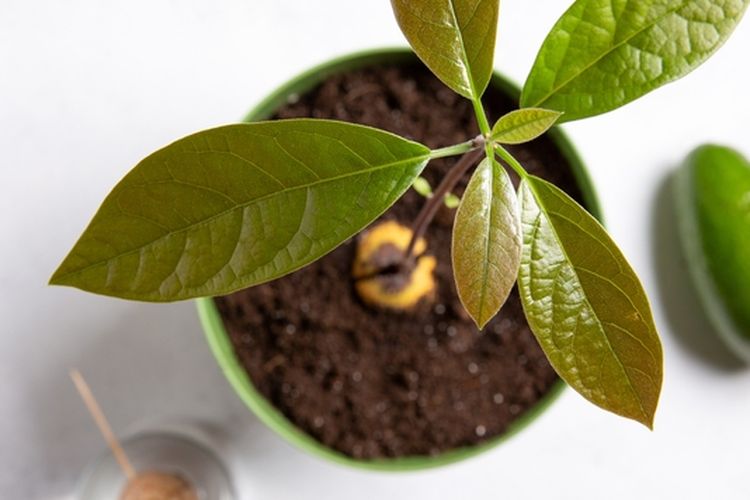 Ilustrasi menanam alpukat di dalam pot di dalam ruangan. 