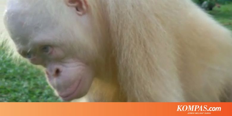 Orangutan Albino Itu Masih Berjuang Untuk Beradaptasi