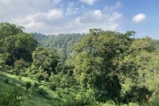 Taman Nasional Gunung Gede Pangrango: Sejarah, Flora dan Fauna, hingga Tempat Wisata di Dalamnya