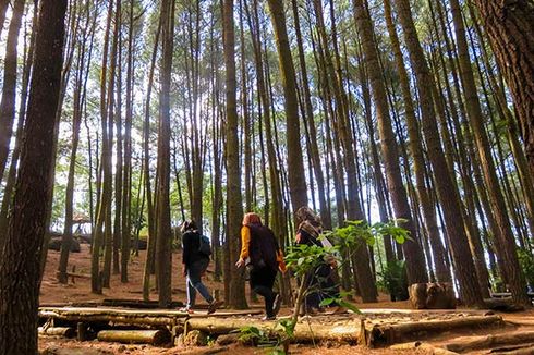 Hutan Pinus Mangunan, Tempat “Ngadem” nan Fotogenik di Jogja