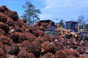 Dikritik Mahatir Soal Kashmir, India 'Resmi' Boikot Sawit Malaysia