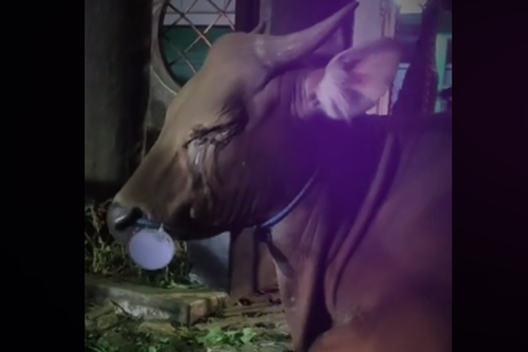 Tangkapan layar video TikTok soal sapi kurban menangis saat akan disembelih