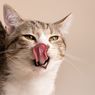 Kenapa Kucing Suka Menjilati Plastik? Ini Alasan yang Tak Terduga!