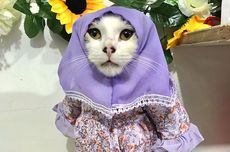 Mantan Guru Honorer Kini Penjahit Kostum Kucing, Omzet Rp 6 Jutaan