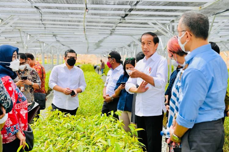 Presiden Joko Widodo meninjau persemaian Mentawir di Kabupaten Penajam Paser Utara, Kalimantan Timur, Rabu (22/6/2022) bersama sejumlah pemimpin redaksi media massa.