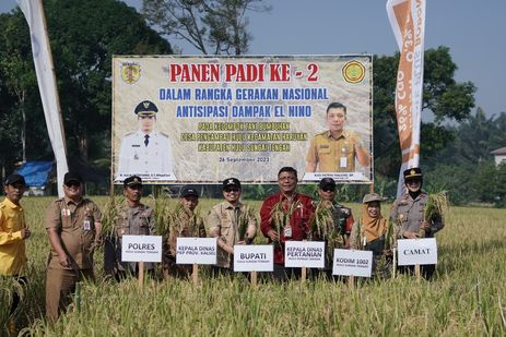 Mitigasi Gagal Panen akibat El Nino, Pemkab HST Gelar Kegiatan Tanam dan Panen Padi