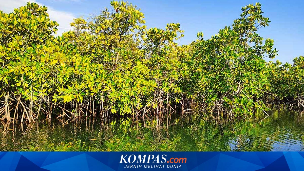 Mangrove Tahura Ngurah Rai Berpotensi Hasilkan Rp 1,7 Triliun dari Perdagangan Karbon