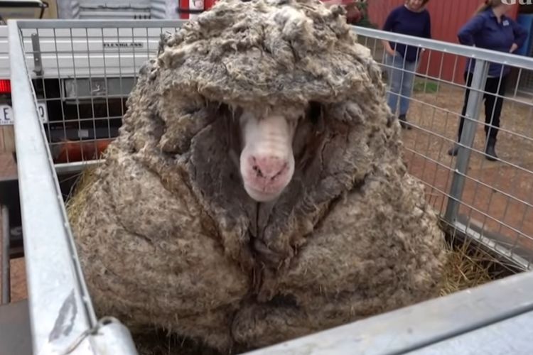Tangkapan layar dari sebuah video yang menunjukkan seekor domba yang diberi nama Baarack diselamatkan oleh tim penyelawat hewan Edgar's Mission Farm Sanctuary di sebuah hutan di Australia.