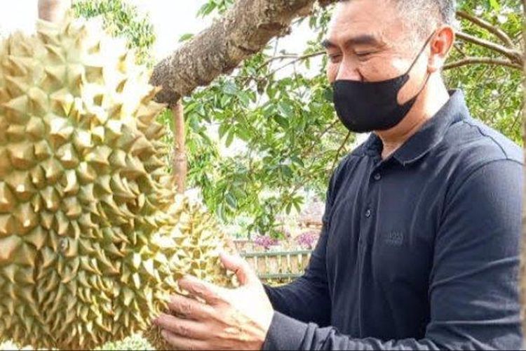 Mantan Wali Kota Malang, Abah Anton membuka kafe di kebun durian. 