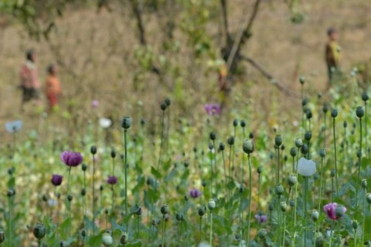 Ladang opium yang ditemukan di wilayah Pekon selatan negara bagian Shan, Myanmar.