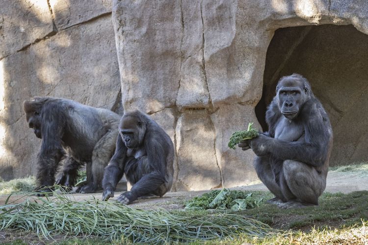Tiga gorila di Taman Safari Kebun Binatang San Diego dinyatakan positif corona.
