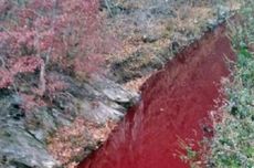 Sungai di Korea Selatan Berubah Merah karena Terkena Darah Babi