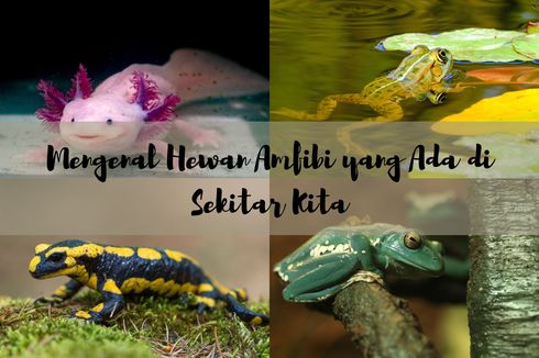Mengenal Hewan Amfibi yang Ada di Sekitar Kita