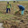Sawah Mulai Mengering, Sebagian Petani di Cirebon Memilih Panen Dini