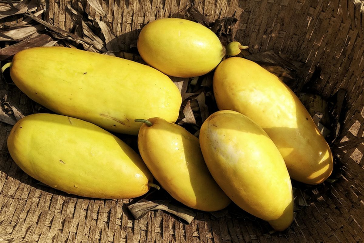 Apa saja manfaat timun suri bagi kesehatan?