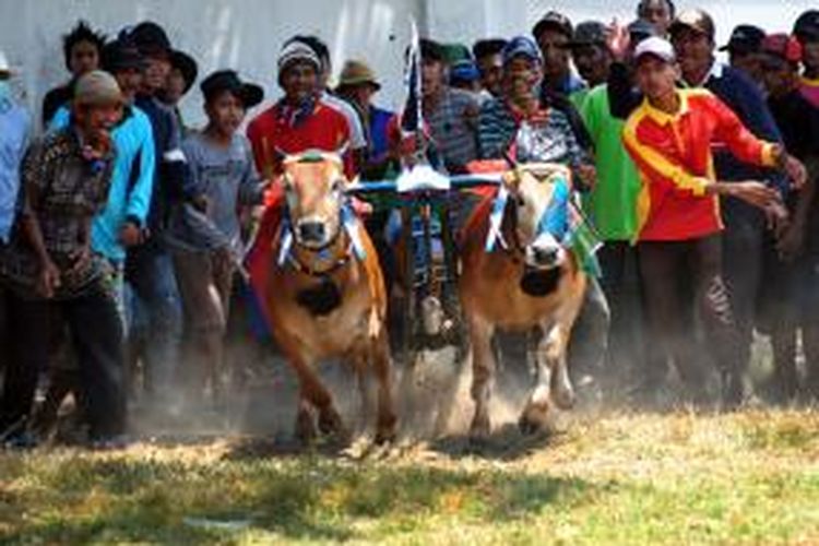 Seleksi Karapan sapi Piala Presiden tingakt kecamatan mulai digelar di Pamekasan, Senin (22/9/2014). Karapan sapi kali ini mulai menghilangkan unsur kekerasan.