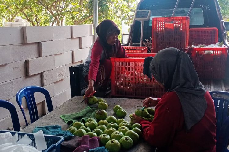 Karyawan sedang memilih jambu kristal