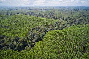 Restorasi Ekosistem Riau Catat Kemajuan dalam Perbaikan Hutan Rawa Gambut Utuh di Sumatera